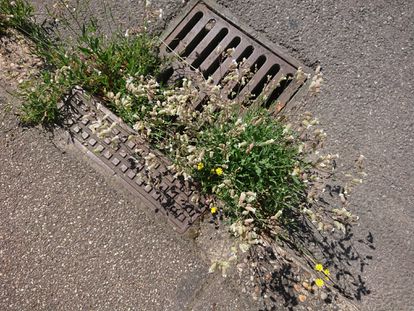 Las hierbas conocidas comúnmente como collejas (Silene vulgaris), almirón (Crepis capillaris) y reseda amarilla (Reseda lutea) en una calle de Francia.