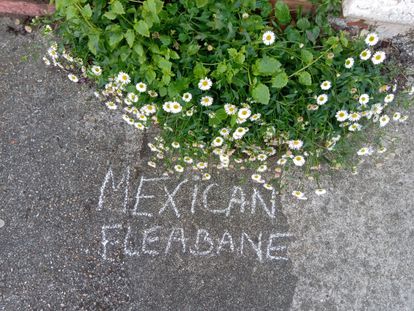 La margarita cimarrona (Erigeron karvinskianus) se ha convertido en una de las plantas más comunes en las ciudades de Inglaterra.