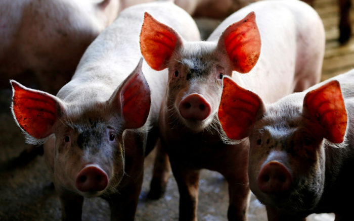 Declaran estado de calamidad en Filipinas por brote de peste porcina