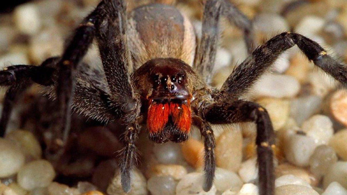 Las arañas más venenosas y peligrosas del planeta