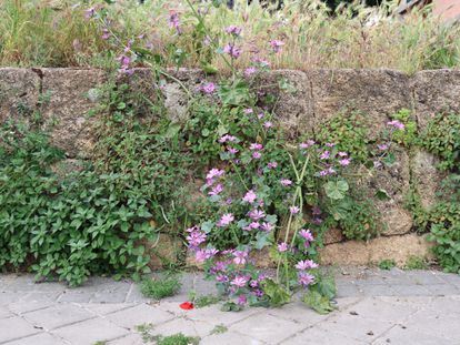 Malva común (Malva sylvestris) en el centro, hierba caracolera (Paretaria judaica) y cebadilla ratonera (Hordeum murinum) al fondo, en una calle de Madrid.
