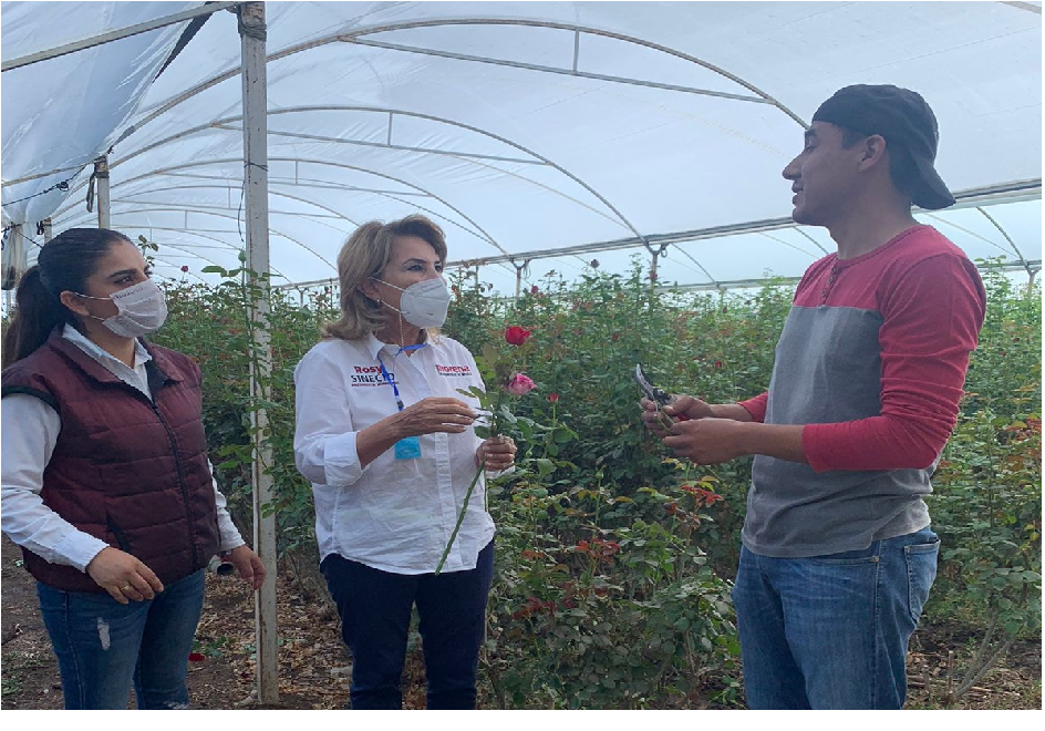Rosy Sinecio se reúne con productores de rosa en El Organal, ofrece buscar mercados para comercialización