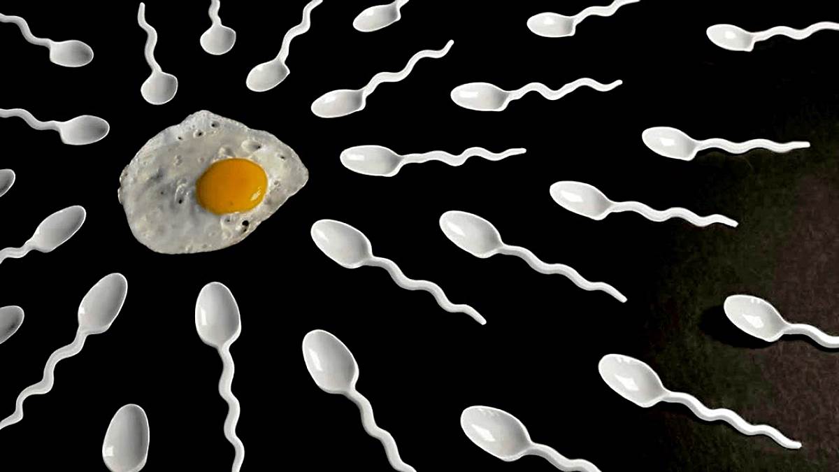 cuánto duran los espermatozoides vivos