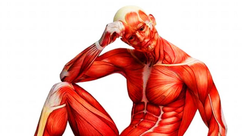 ¿Cuáles son los principales músculos del cuerpo humano?