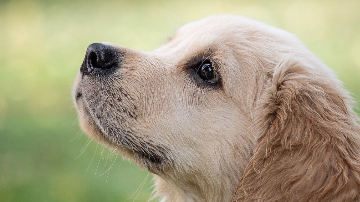 ¿Por qué aúllan los perros? Las 5 principales razones