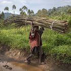 Un niño desplazado lleva fardos de palos por la carretera entre Kitchanga y Mweso en la provincia de Kivu del Norte, en la República democrática del Congo.