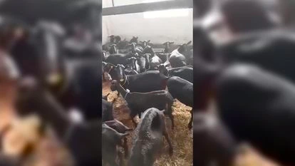 Cabras en el matadero de Andújar.