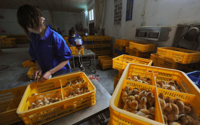 China confirma el primer caso humano de gripe aviar H10N3