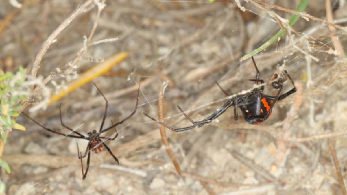 Cuáles son las arañas más venenosas de España y dónde se encuentran