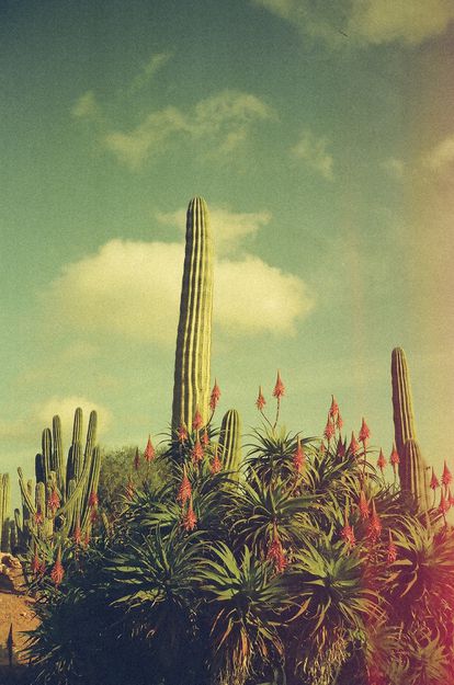 Cactus y aloes en flor en Mallorca.