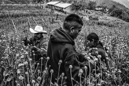 Una familia de campesinos trabajan en los plantíos de amapola en la montaña alta del Estado de Guerrero.