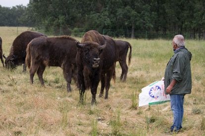 Alberto Herranz da de comer pienso a su manada de bisontes. 
