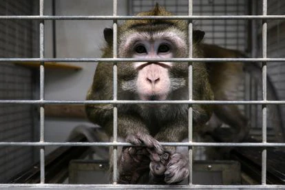 Un macaco en una jaula en las instalaciones del laboratorio Vivotecnia, en Madrid.
