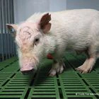 Cerdo retratado por un empleado del laboratorio Vivotecnia, en Madrid.