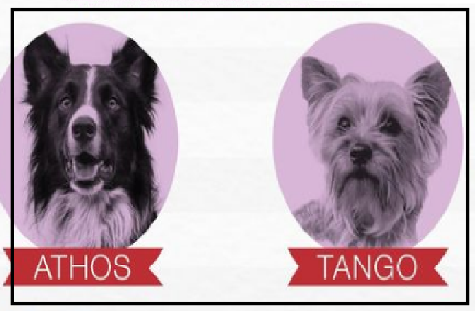 Envenenan a perros rescatistas de la Cruz Roja de Querétaro, “Athos” y “Tango”, tenían certificado