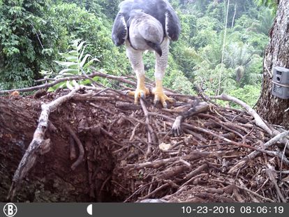 El águila arpía adulta llega con un brazo de mono a un nido monitoreado por una cámara trampa