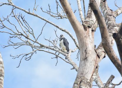 Águila arpía encaramada en un árbol de la selva de Mato Grosso en el Amazonas brasilero. 