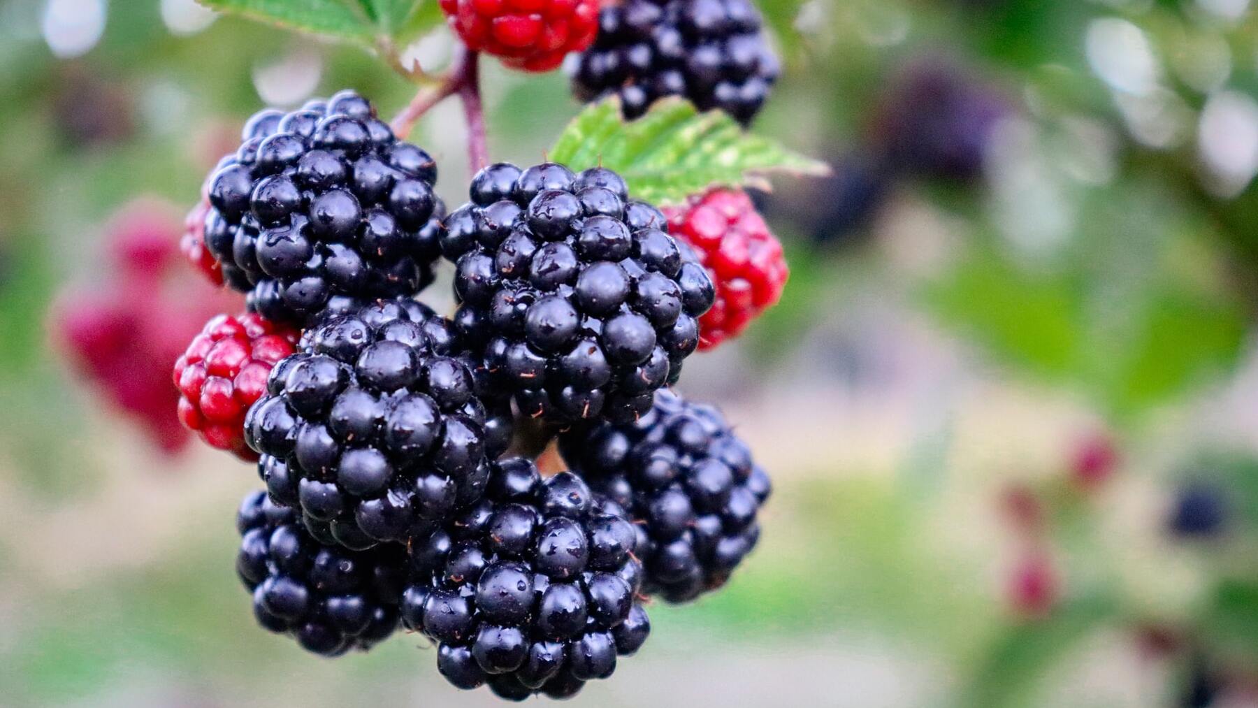 Los mejores frutos rojos para cuidar la salud en verano