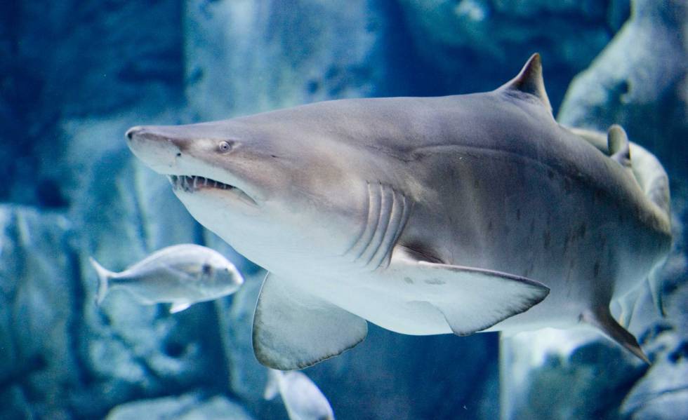 Una de las especies de tiburón que se pueden visitar en el acuario del Bioparc de Gijón.