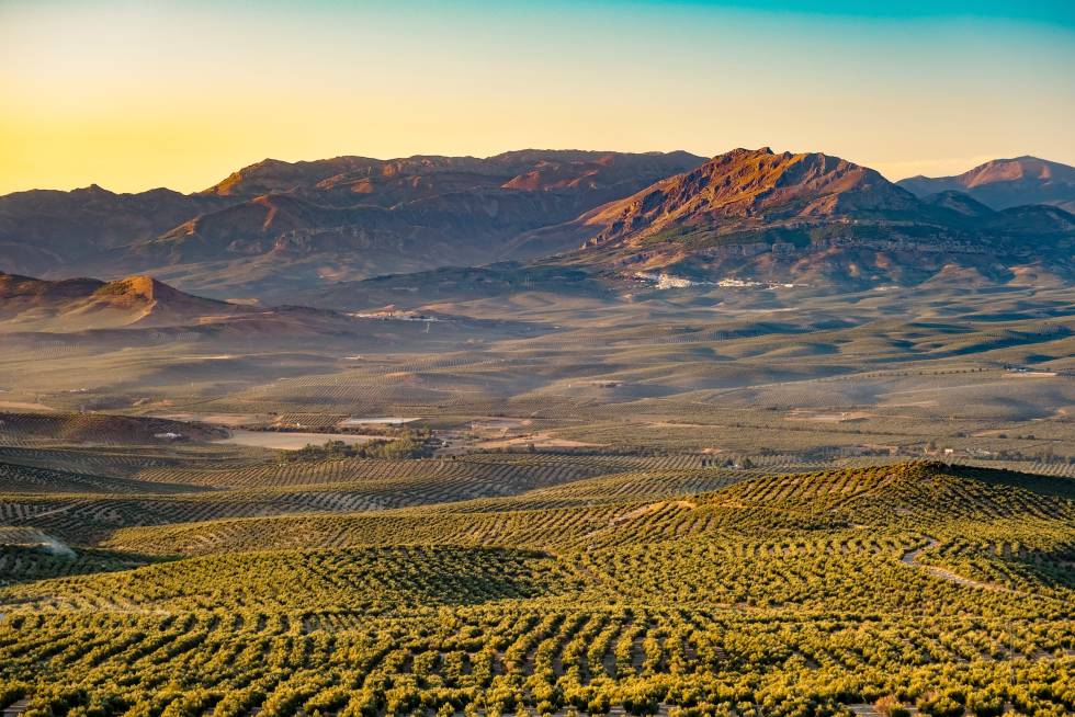 La Sierra Magina despunta en el horizonte de esta panorámica de olivares que se obtiene desde Baeza, en Jaén.