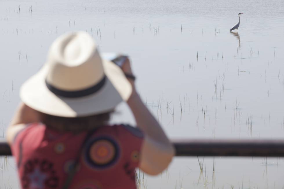 Una mujer observa una garza real en el parque nacional de Doñana.