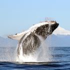 Una ballena jorobada salta frente a un volcán de Chile. R. Hucke-Gaete (UACH/CBA)