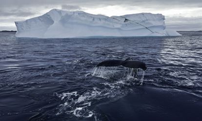 Una ballena jorobada en una imagen del documental 'Los secretos de las ballenas'.