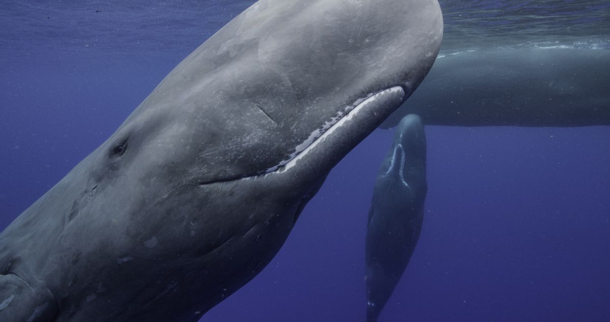 Las ballenas, una historia tan grande como el mundo