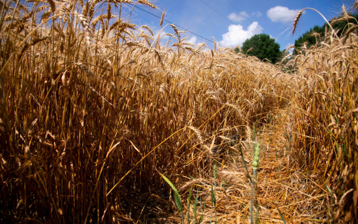 Ola de calor en noroeste de EU arrasa cultivos de trigo y frutales