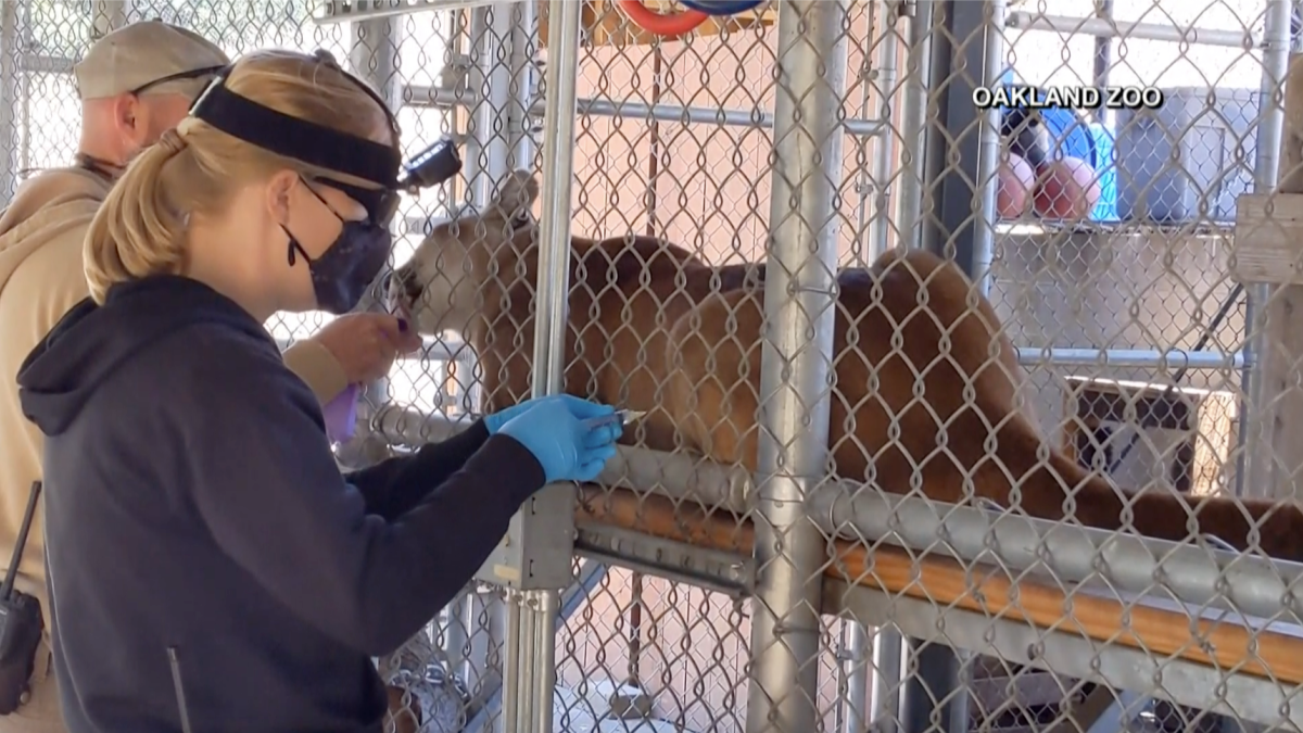 Zoológico de EEUU empieza a vacunar contra COVID-19 a sus animales