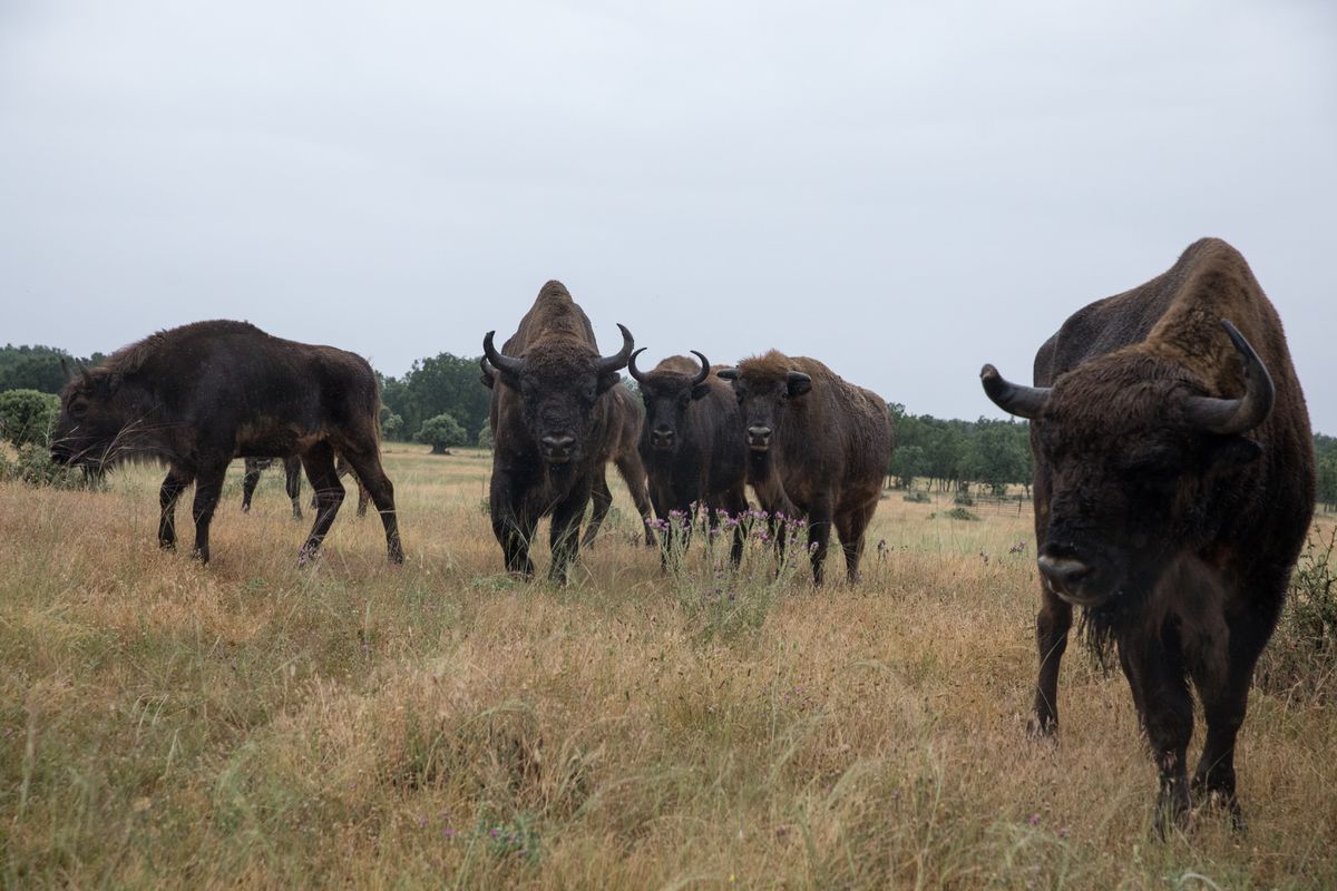 Los riesgos de radicalizar el debate de los bisontes en España