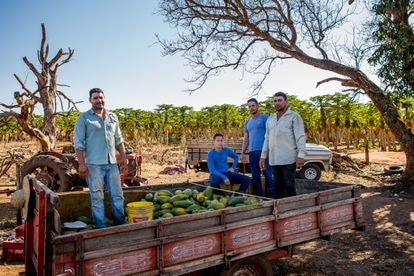De izquierda a derecha, João, Davi, Marcelo y José durante la cosecha de papaya en el terreno que alquilan los hermanos.