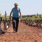 09-05-19. (DVD 948). Ayudas de la Union Europea a la agricultura en España. En la imagen, un agricultor trabaja en un viñedo en Villanueva de los Infantes.
©Jaime Villanueva   