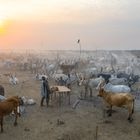 TEREKEKA, SOUTH SUDAN - FEBRUARY 13: Aerial view of long horns cows in a Mundari tribe cattle camp, Central Equatoria, Terekeka, South Sudan on February 13, 2020 in Terekeka, South Sudan. (Photo by Eric Lafforgue/Art in All of Us/Corbis via Getty Images)