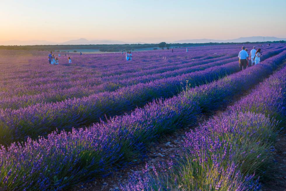 El verano es el mejor momento para los campos de lavanda de Brihuega (Guadalajara).