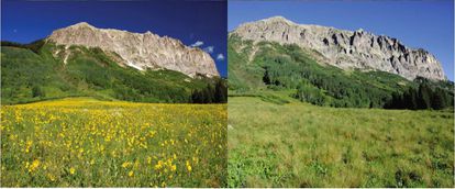 Diferencia en el albedo del terreno donde se hizo el estudio. A la izquierda con flores, a la derecha sin ellas.