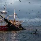 orcas and sea gulls feeding on herring trapped by the nets of a fishing trawler.
 Northern Norway during winter.