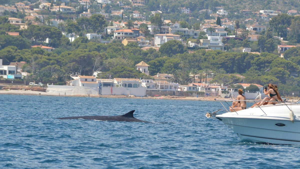 No acosen a las ballenas: están migrando hacia el Atlántico