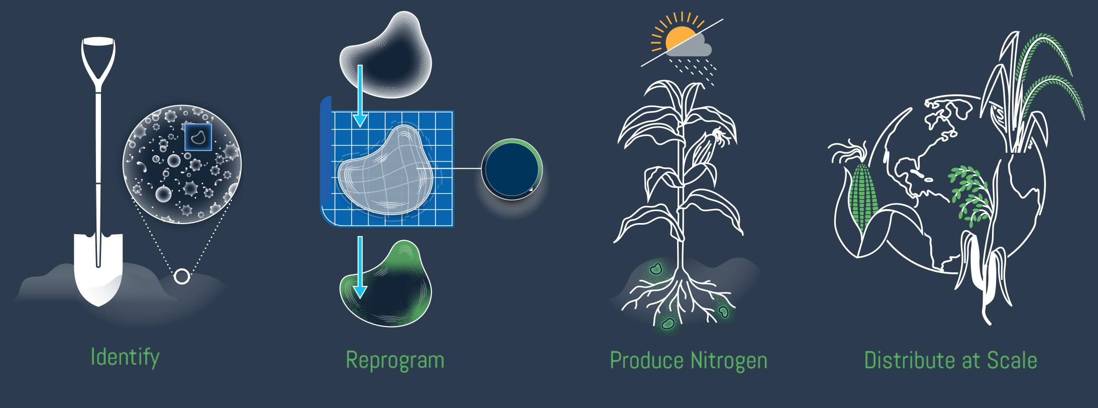Ilustración que muestra las etapas de modificación y despliegue de microbios productores de nitrógeno.