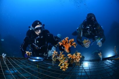 Una de las primeras estructuras colocadas bajo el agua para recuperar los corales.