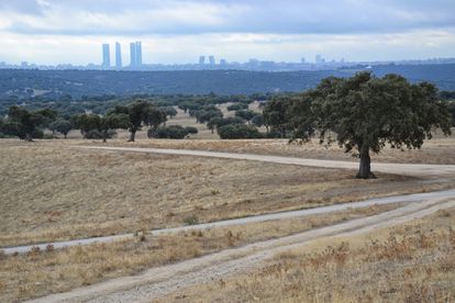 MADRID, 27/10/2014.- Vista de Madrid y las cuatro torres desde una dehesa del monte de El Pardo, salpicado de encinas EFE/ Raúl