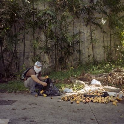 Un hombre con un paño como cubrebocas recoge mangos para llevar a casa en un barrio acomodado de Caracas, el 9 de agosto de 2020.