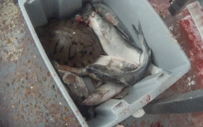Trituran tortugas y peces vivos para alimentar otros peces en matadero de EU | Fotos y video (Precaución: Fuertes imágenes)