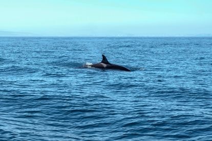 Una orca, divisada desde un barco de avistamiento de cetáceos en el Estrecho de Gibraltar.