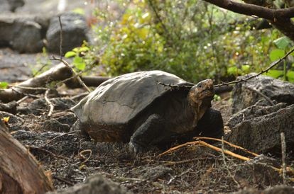 La tortuga Fernanda, hallada en 2019 en una zona aislada de la isla Fernandina, en Galápagos.