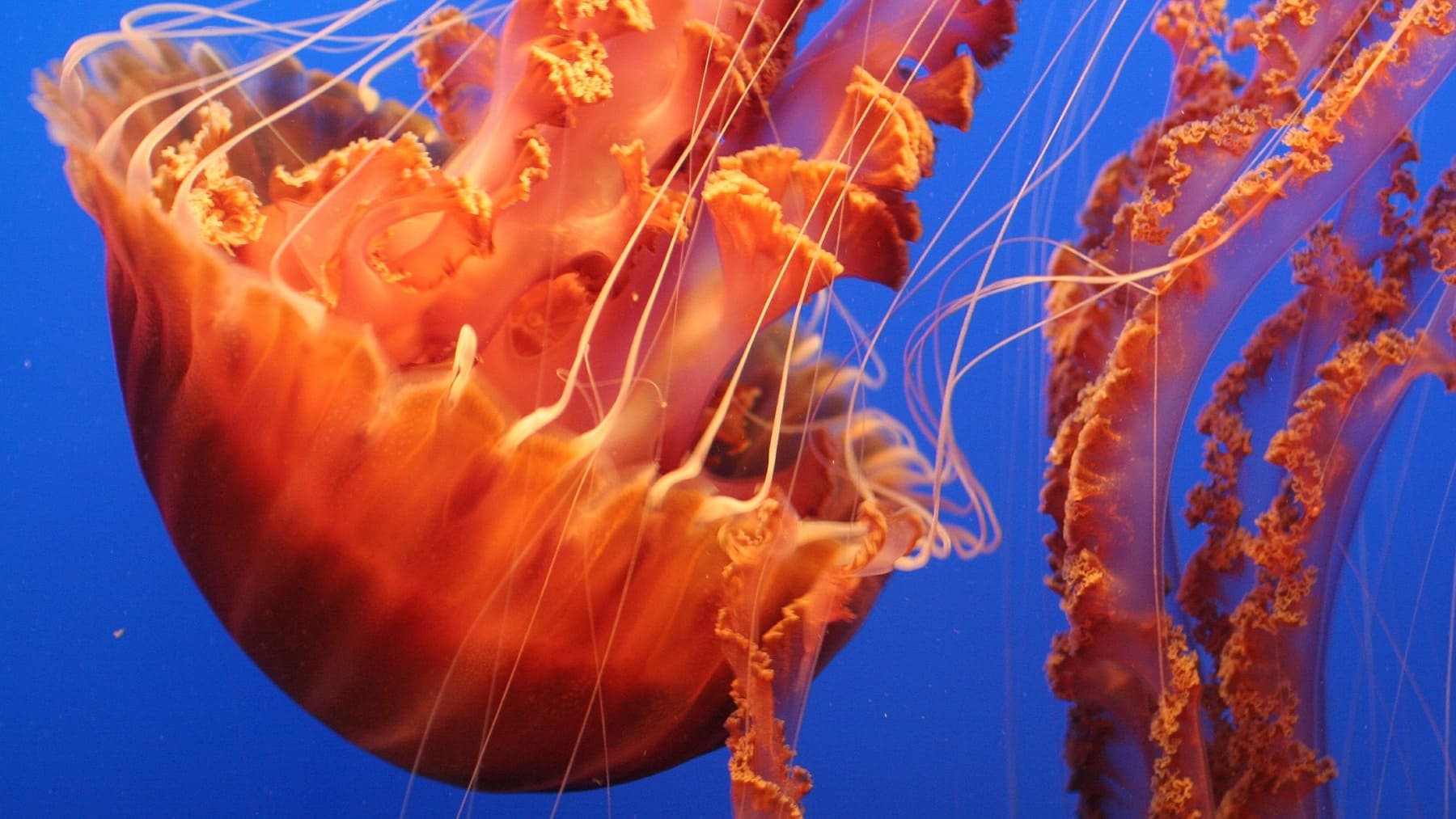 Así es la medusa gigante que ha aparecido en las playas españolas: ¡Puede pesar 40 kilos!