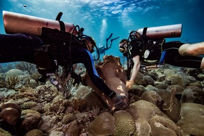 Dos buzos giran piezas de coral a su posición original tras un accidente causado por la constructora holandesa BAM International en la isla de Curazao en 2017. / OCEAN ENCOUNTERS