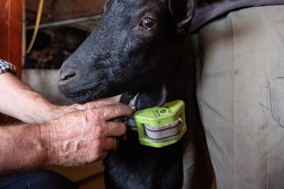 El padre de Alejandro Torralvo instala un dispositivo GPS a una de sus cabras.