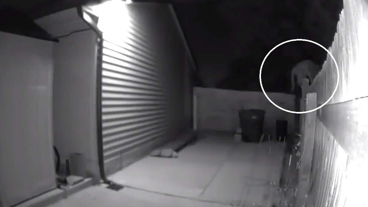 En video: león de montaña aterroriza vecindario y busca comida de patio en patio