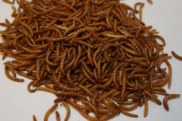 La empresa de cultivo de gusanos de la harina Beta Hatch recauda $ 10 millones